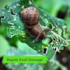 2 Pack Natural Slug & Snail Repellent