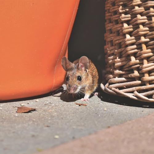 2 Pack Peppermint Rodent Repellent Spray