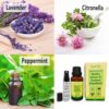 Natural Pest Repellent: Peppermint & Lavender